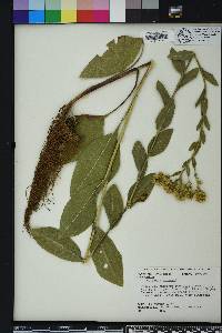 Solidago rigida image