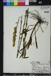 Solidago stricta image