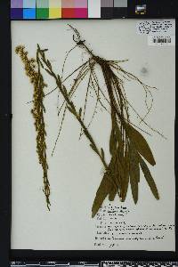 Solidago stricta image