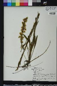 Solidago stricta image