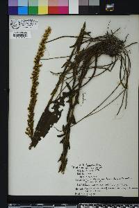 Solidago stricta image