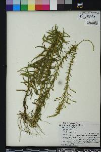Solidago tortifolia image