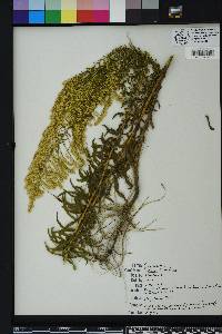 Solidago tortifolia image