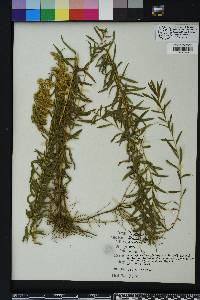 Solidago tortifolia image