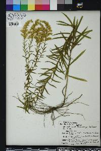 Solidago tortifolia image