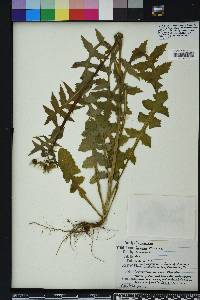 Sonchus oleraceus image