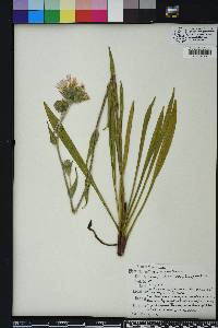 Stokesia laevis image