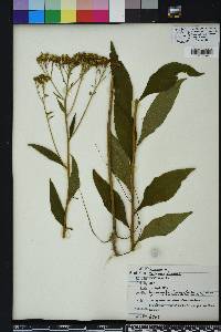 Verbesina virginica image
