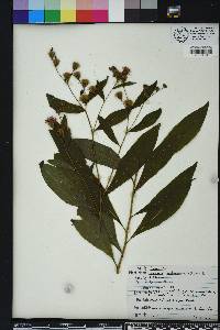 Vernonia noveboracensis image