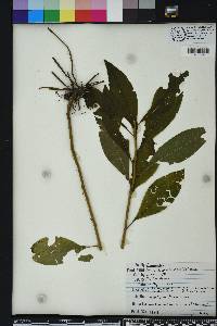 Vernonia noveboracensis image