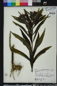 Vernonia noveboracensis image