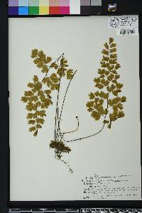 Adiantum capillus-veneris image