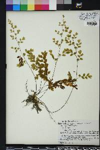 Adiantum capillus-veneris image