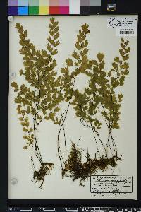 Adiantum capillus-veneris image