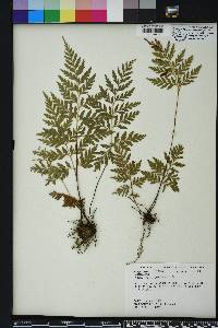 Anemia adiantifolia image