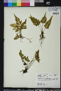 Asplenium abscissum image