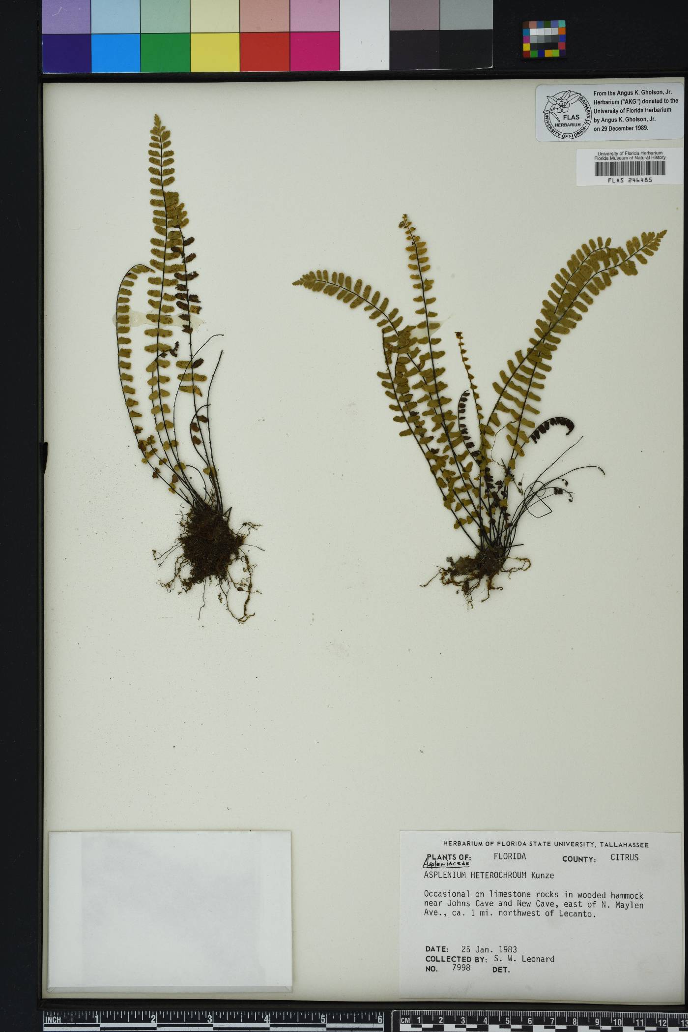 Asplenium heterochroum image