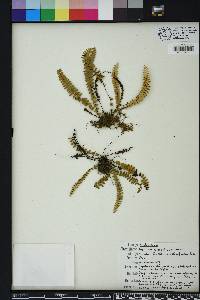 Asplenium heterochroum image