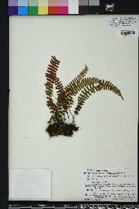 Asplenium heterochroum image