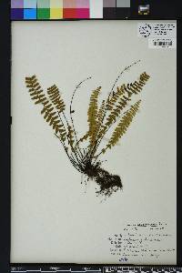 Asplenium heterochroum image