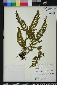 Asplenium plenum image