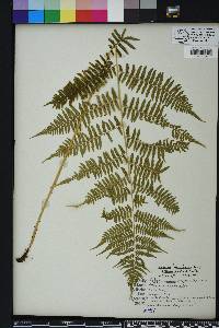 Athyrium filix-femina subsp. asplenioides image