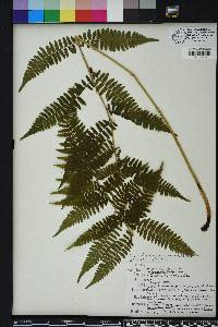 Athyrium filix-femina subsp. asplenioides image