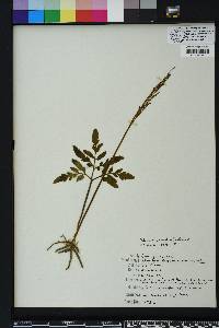 Sceptridium biternatum image