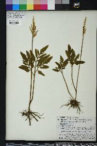 Sceptridium biternatum image