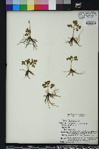 Sceptridium jenmanii image