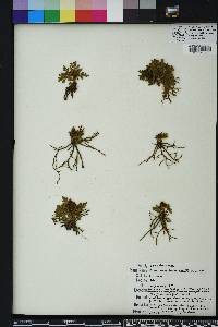 Botrychium lunarioides image