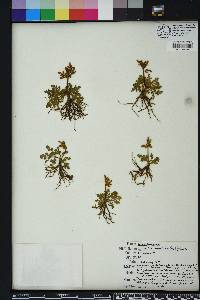 Botrychium lunarioides image