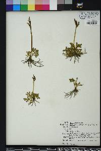 Botrychium lunarioides image