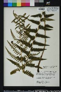 Dryopteris ludoviciana image