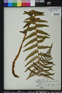 Dryopteris ludoviciana image