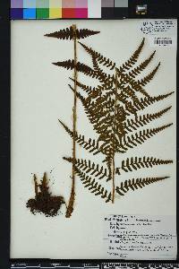 Dryopteris ludoviciana image