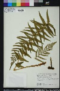 Dryopteris ludoviciana image