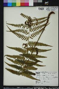 Dryopteris ludoviciana image