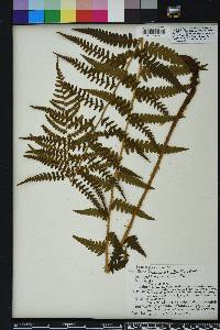 Dryopteris ludoviciana image