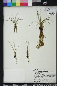 Isoëtes melanopoda subsp. silvatica image