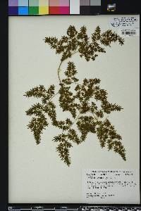 Lygodium japonicum image