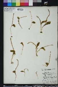 Ophioglossum crotalophoroides image