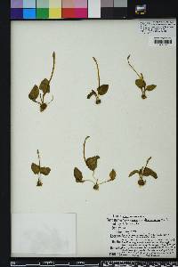 Ophioglossum crotalophoroides image