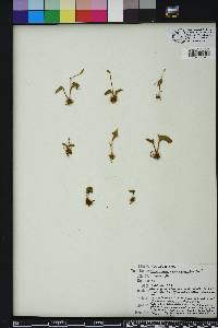 Ophioglossum crotalophoroides image