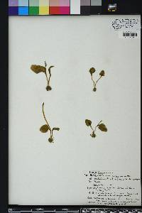 Ophioglossum crotalophoroides image