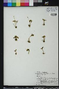 Ophioglossum crotalophoroides image