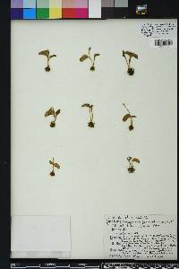 Ophioglossum crotalophoroides image