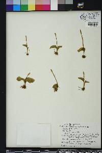 Ophioglossum crotalophoroides image