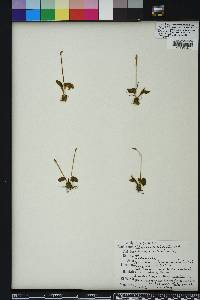 Ophioglossum crotalophoroides image