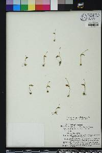 Ophioglossum nudicaule image